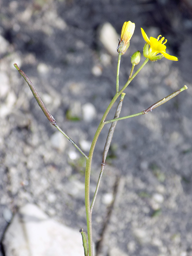 Изображение особи Diplotaxis muralis.