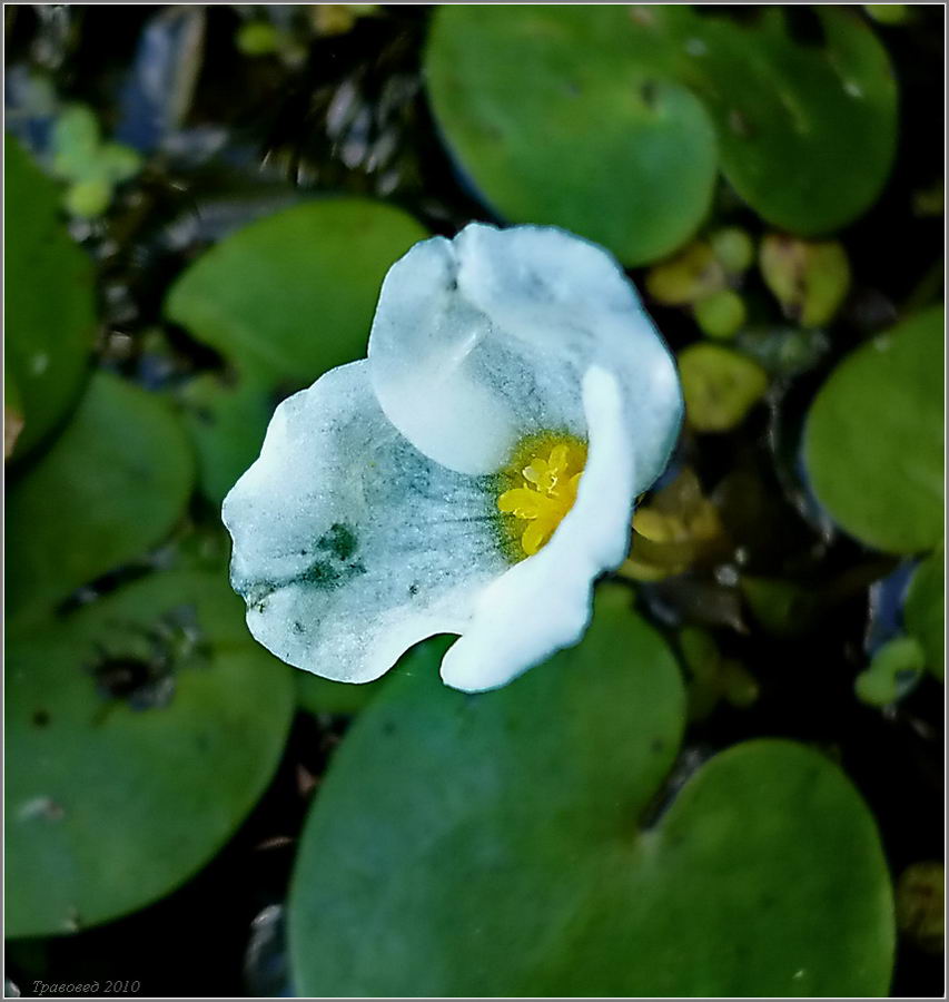 Изображение особи Hydrocharis morsus-ranae.