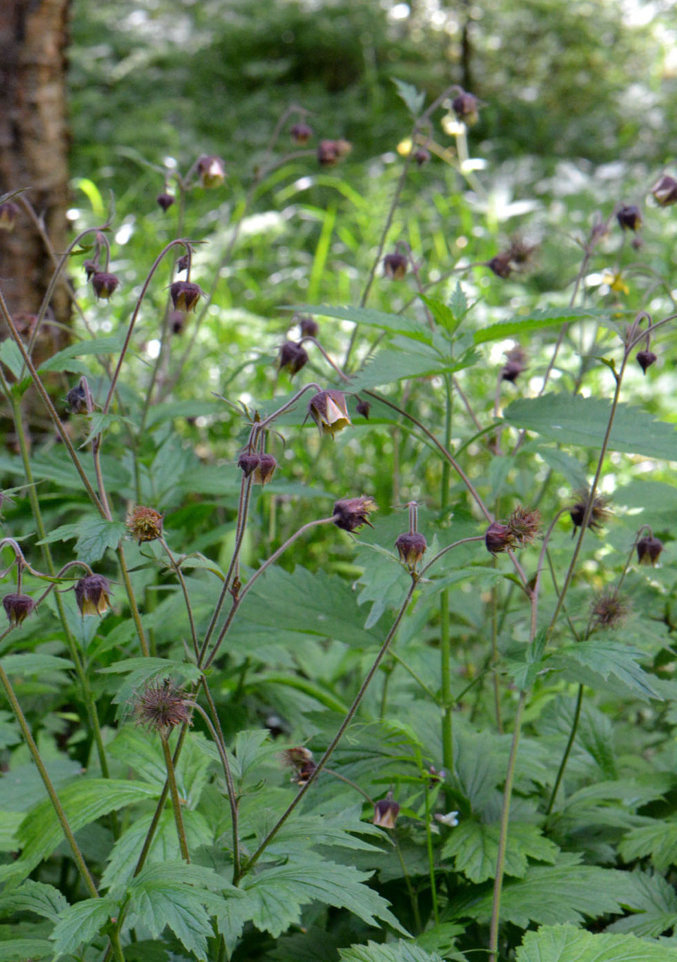 Image of Geum rivale specimen.