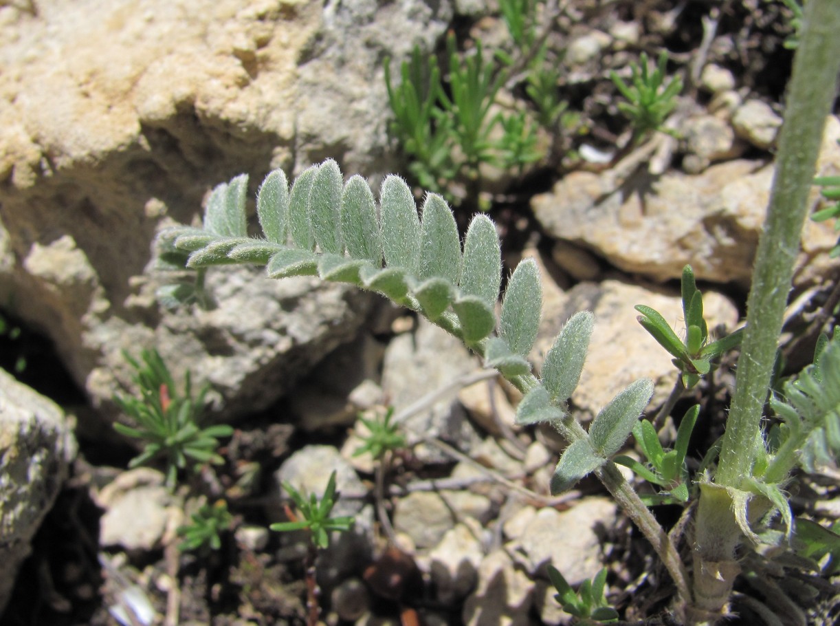 Изображение особи Astragalus onobrychioides.