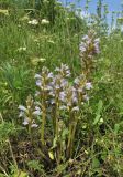 Phelipanche purpurea. Цветущие растения (паразитируют на Achillea nobilis). Дагестан, Табасаранский р-н, 4 км к северо-востоку от с. Дарваг, поляна в дубовом лесу. 3 июня 2019 г.