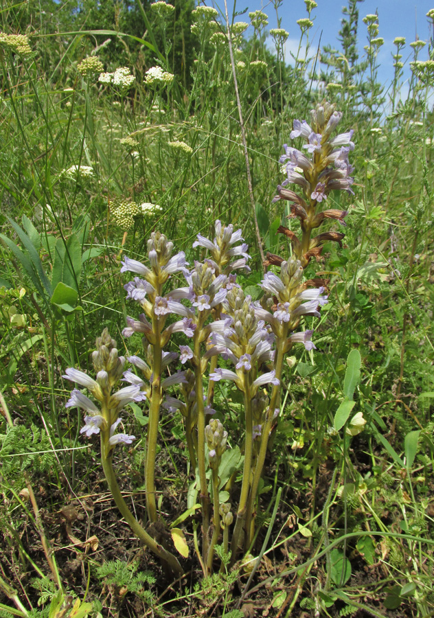 Image of Phelipanche purpurea specimen.