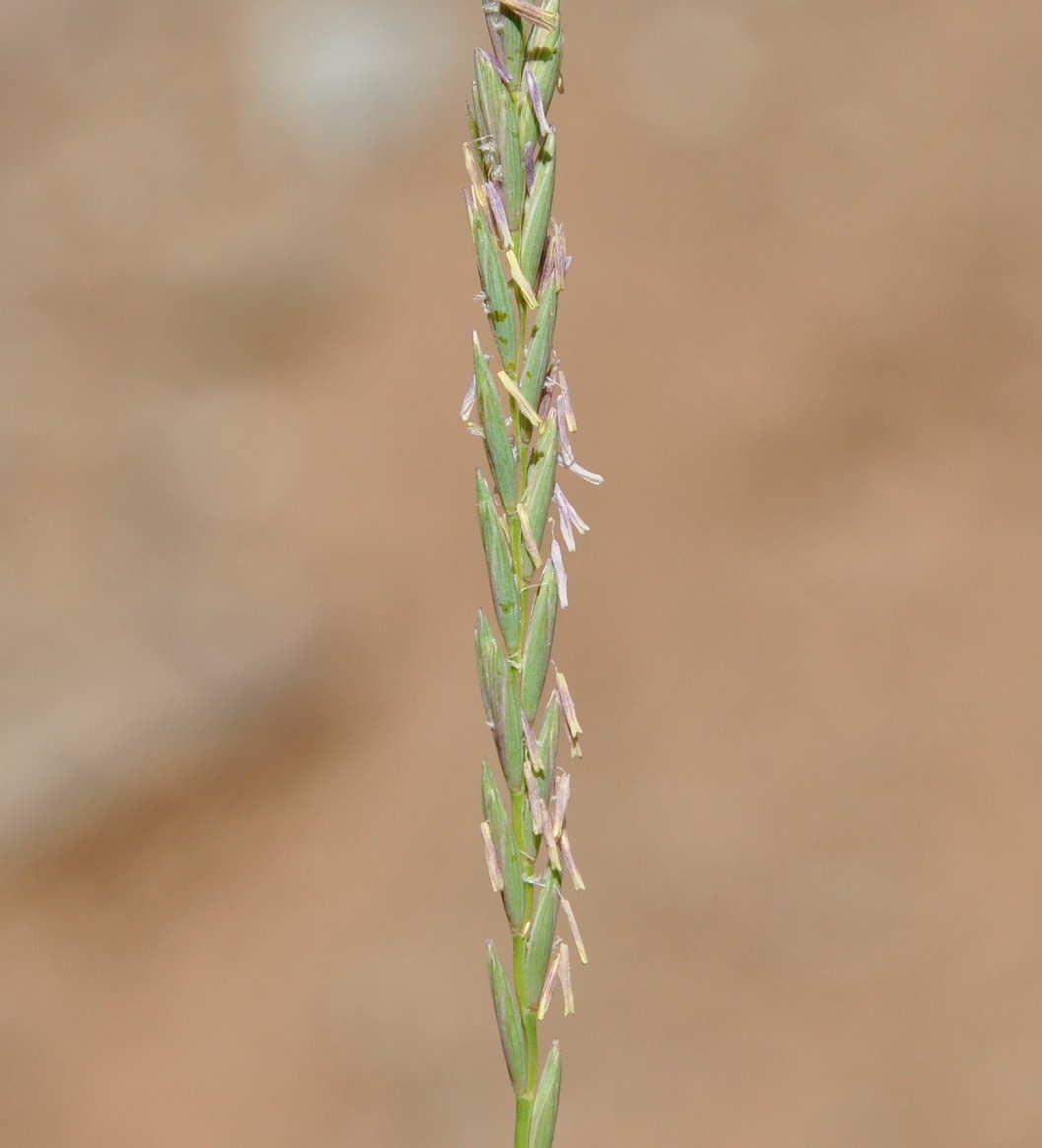 Изображение особи Elytrigia repens.