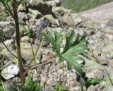 Delphinium caucasicum. Часть побега с бутоном. Кабардино-Балкария, Эльбрусский р-н, долина р. Каяртысу, ок. 2700 м н.у.м., каменистая осыпь. 02.07.2019.