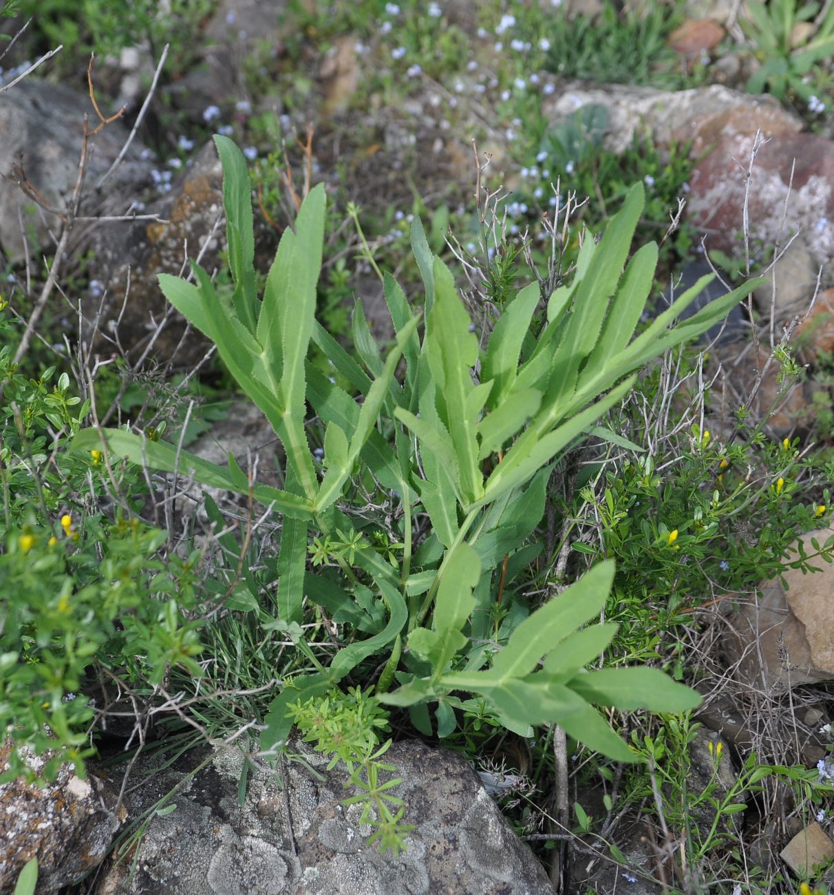 Изображение особи Falcaria vulgaris.