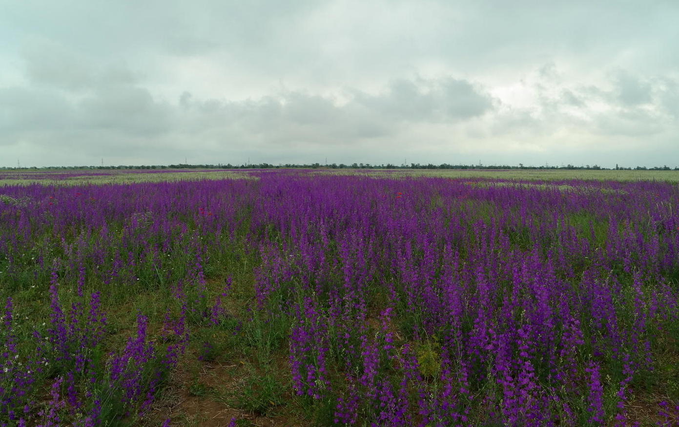 Image of Delphinium hispanicum specimen.