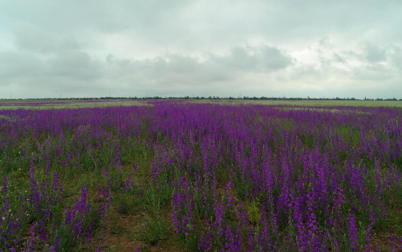 Изображение особи Delphinium hispanicum.