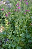 Sidalcea malviflora