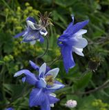 Aquilegia jucunda. Соцветие с цветками и завязавшимися плодами. Алтайский край, Чарышский р-н, верховья руч. Большой Тигирек. 16 июля 2010 г.