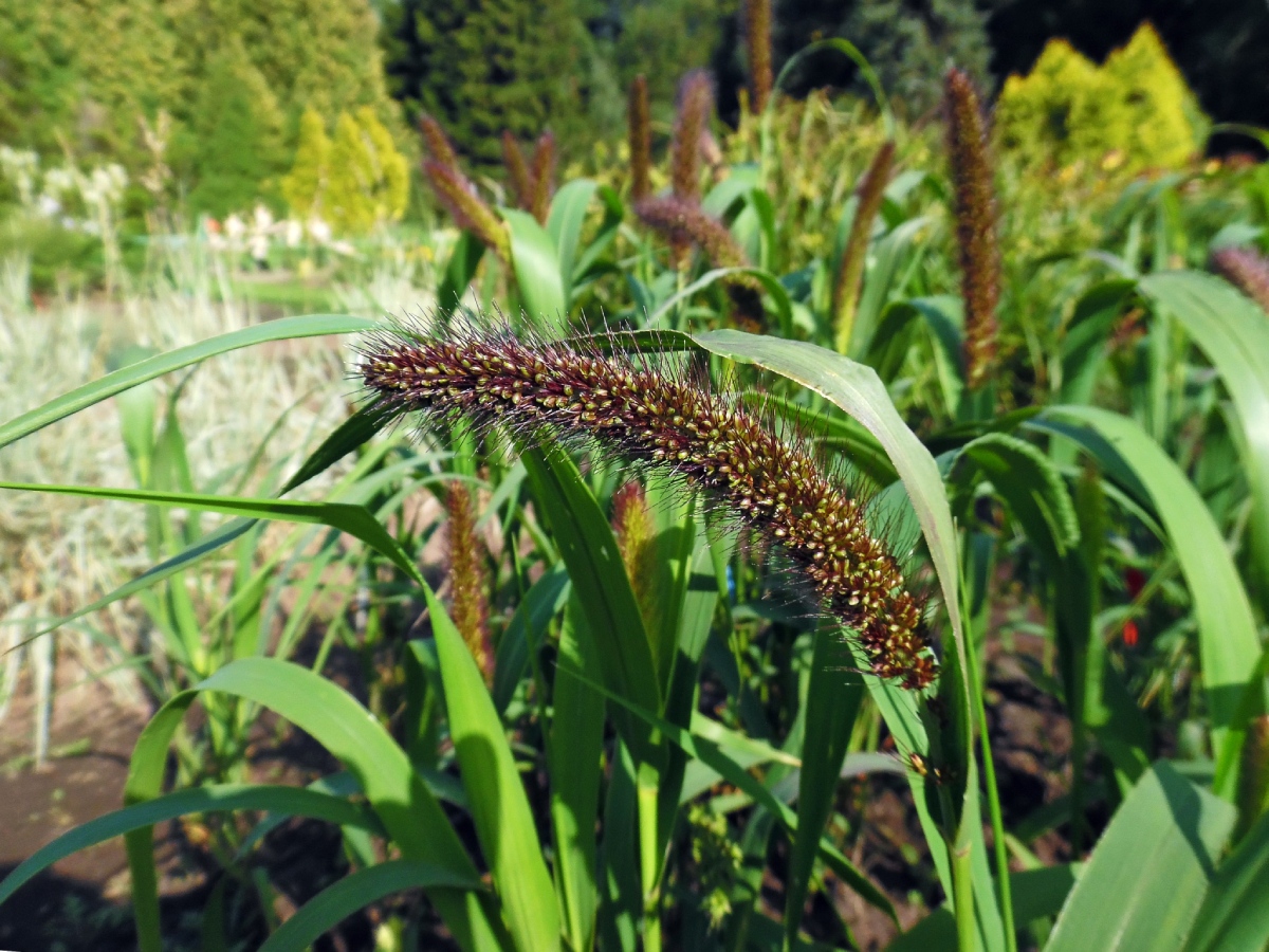 Image of Setaria italica specimen.