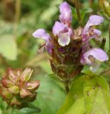 Prunella grandiflora