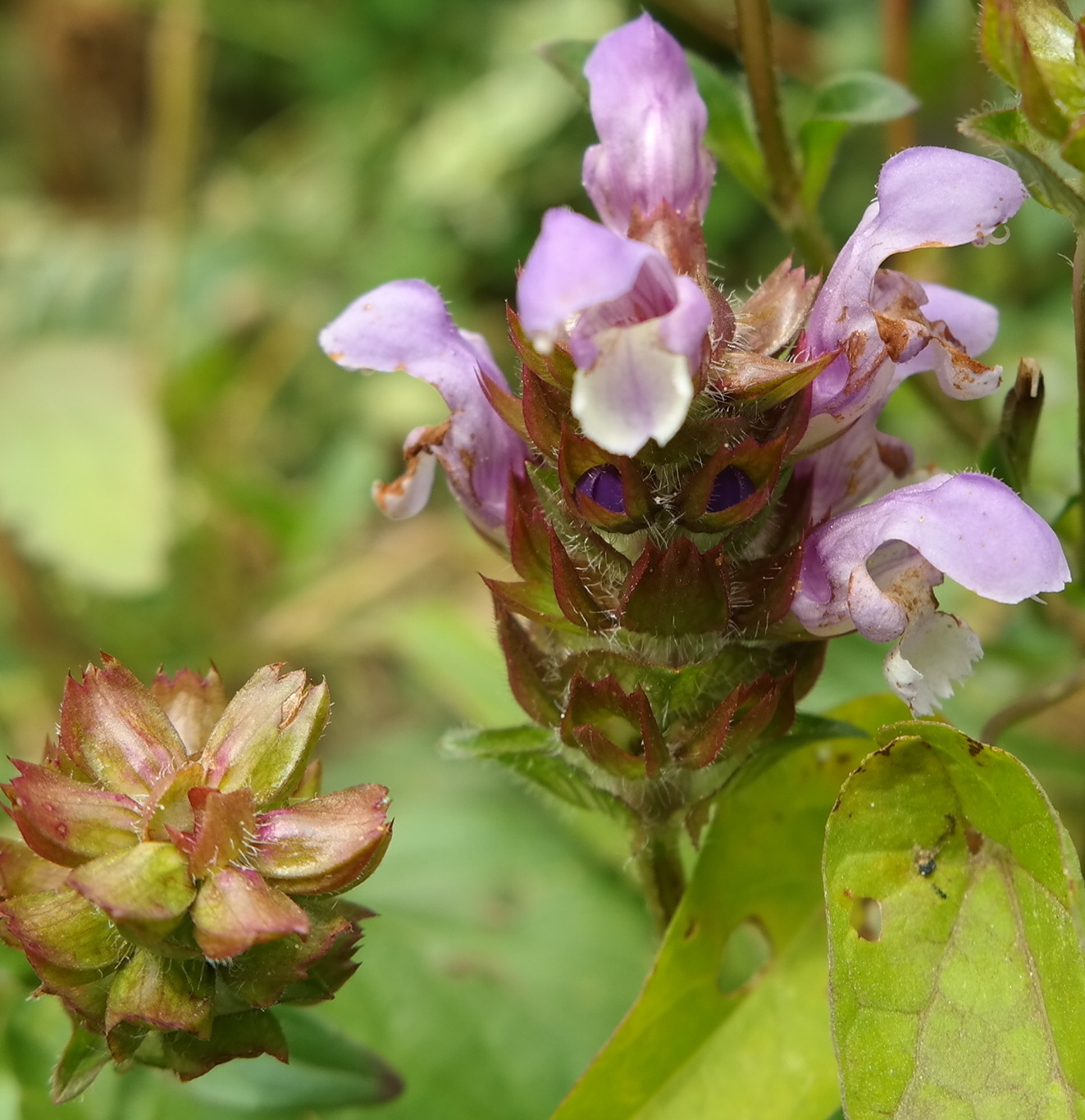 Image of Prunella grandiflora specimen.