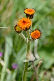 Tephroseris caucasigena