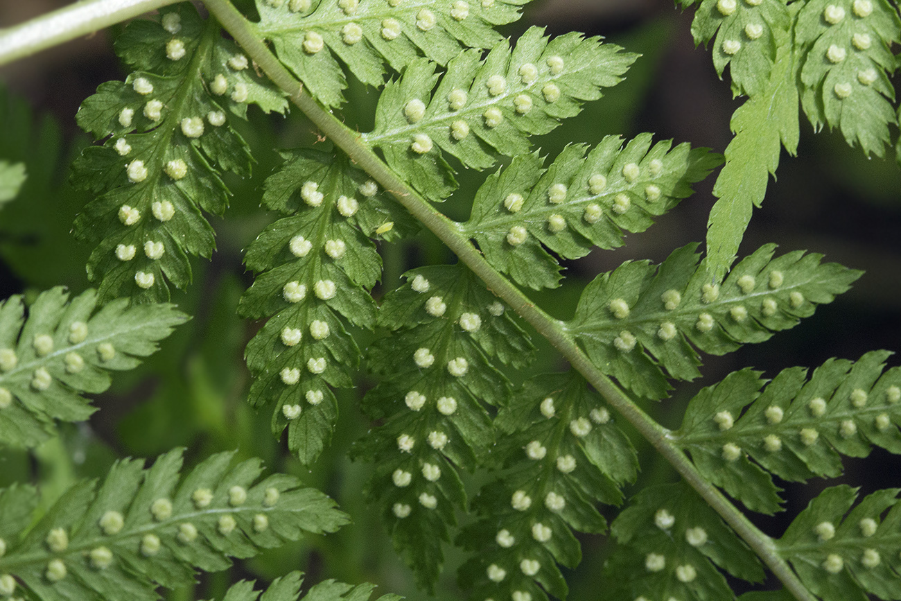 Изображение особи Dryopteris expansa.