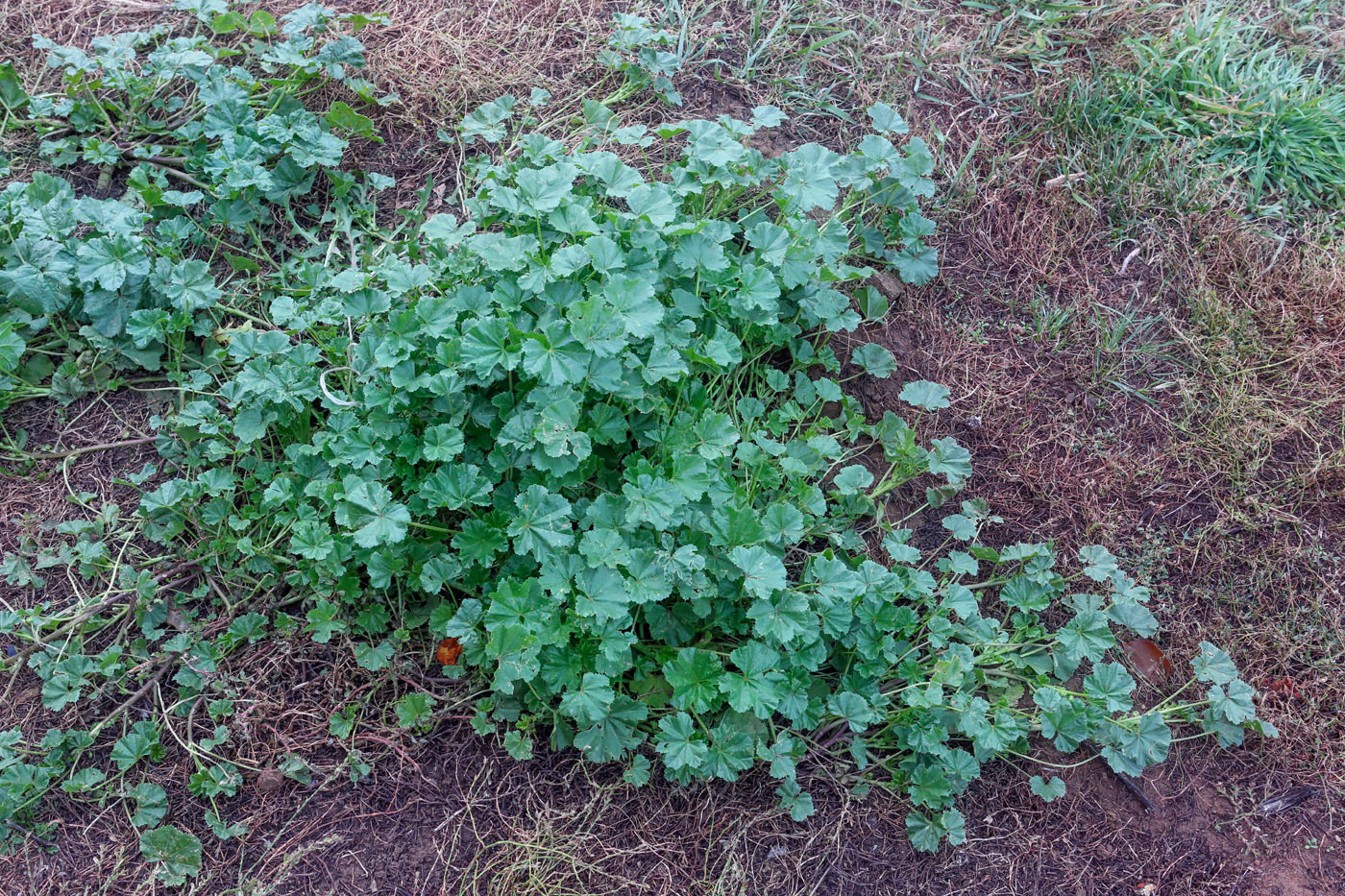 Image of Malva pusilla specimen.