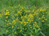 Lysimachia vulgaris