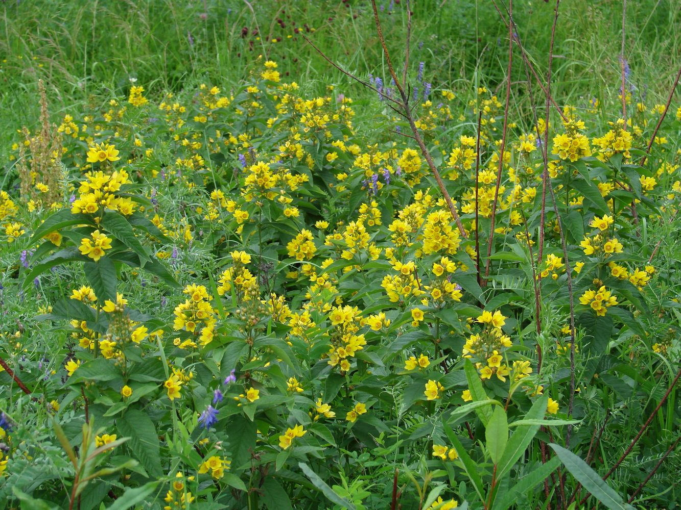 Изображение особи Lysimachia vulgaris.