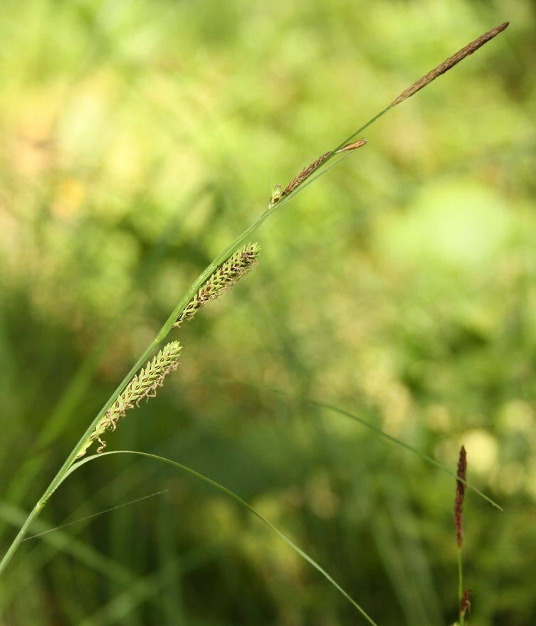 Изображение особи Carex nigra.