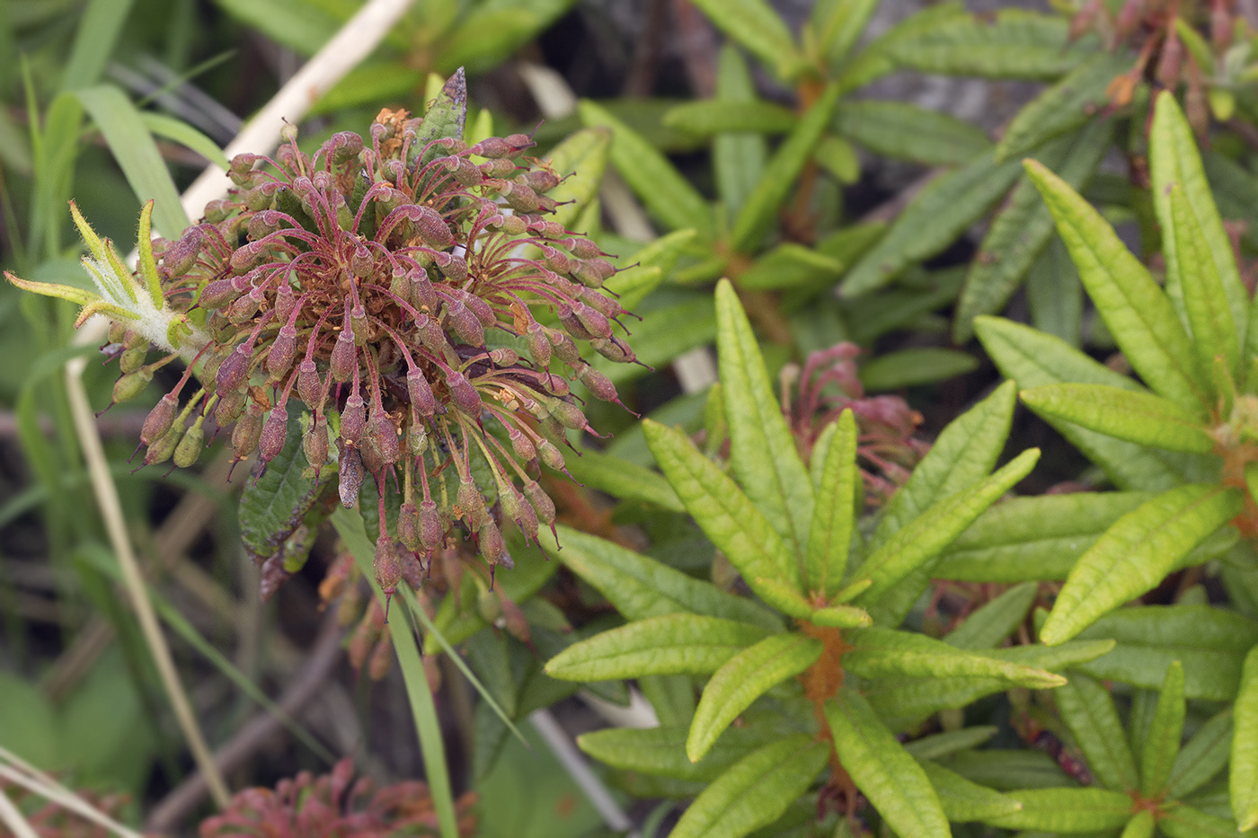 Image of Ledum maximum specimen.