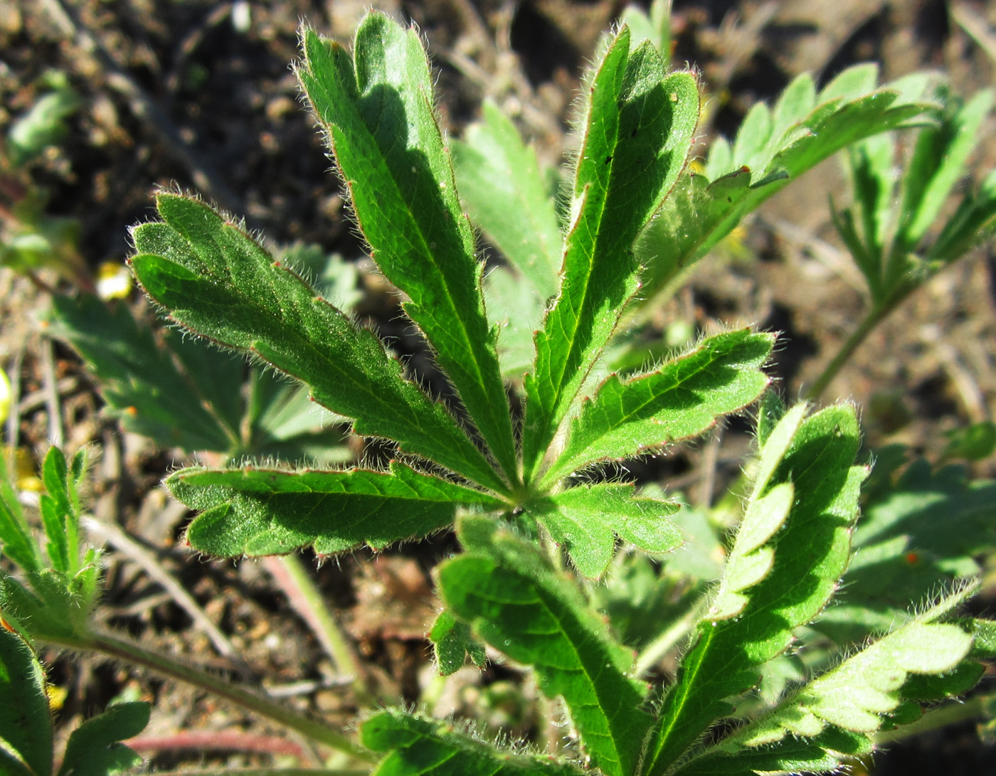 Изображение особи Potentilla humifusa.