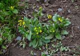 Draba nemorosa