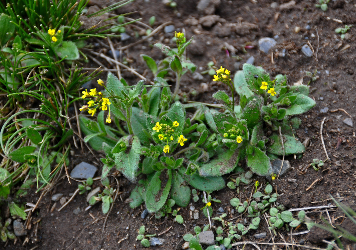 Изображение особи Draba nemorosa.