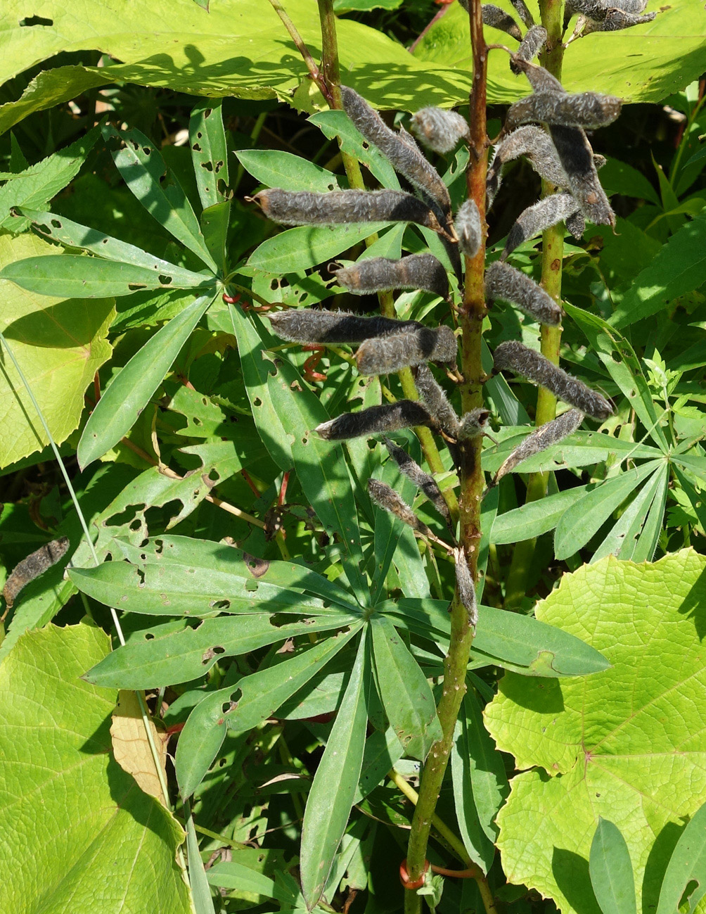 Изображение особи Lupinus nootkatensis.