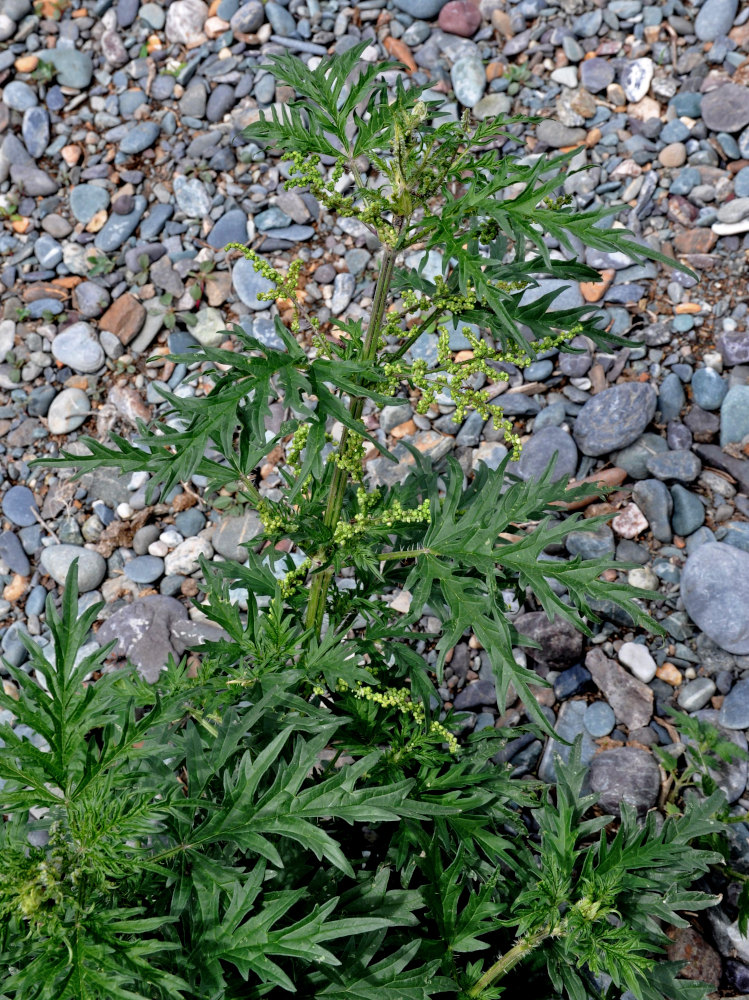Image of Urtica cannabina specimen.