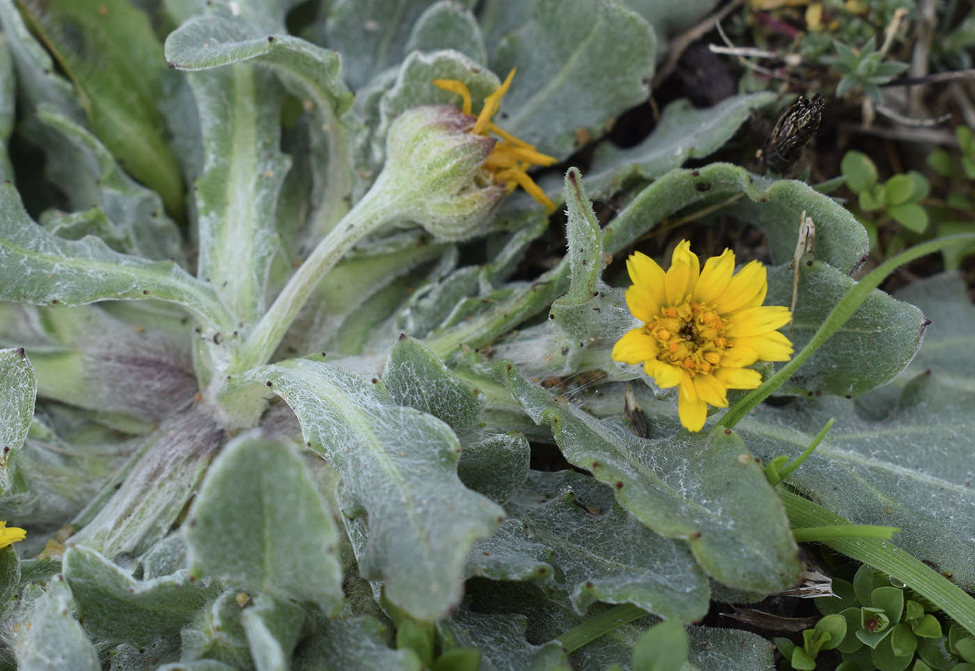 Изображение особи Calendula arvensis.