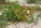 Rumex maritimus. Плодоносящее растение в сообществе с Phalaroides arundinacea (?) и Carex. Псковская обл., Гдовский р-н, окр. дер. Спицино; берег Чудского оз., низменный песчаный пляж в полосе зарослей тростника и камышей. 19.08.2019.