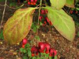 Euonymus maximowiczianus