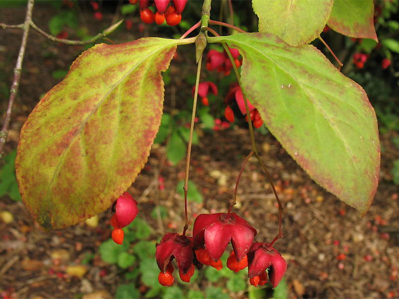 Изображение особи Euonymus maximowiczianus.