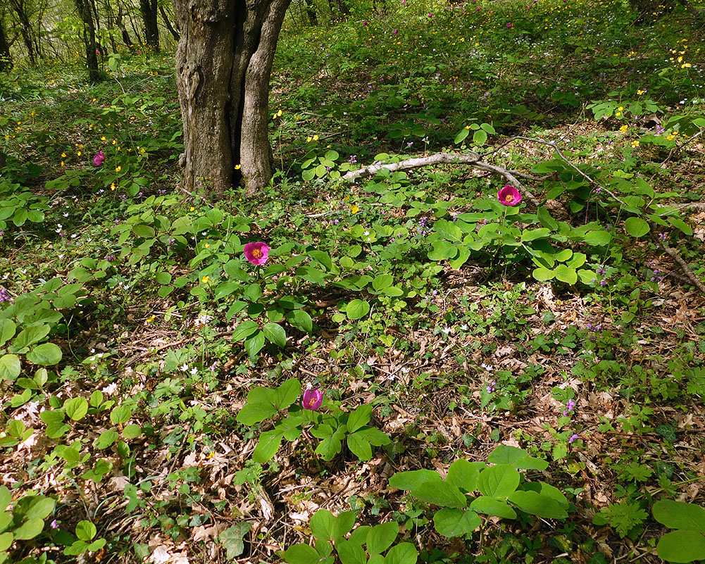 Image of Paeonia caucasica specimen.