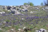 Muscari neglectum
