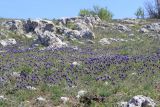 Muscari neglectum