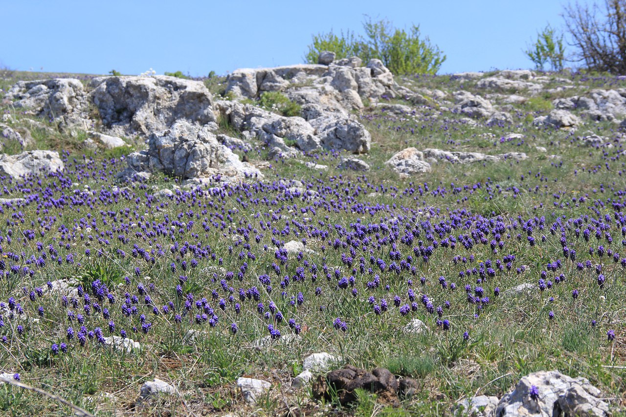 Изображение особи Muscari neglectum.