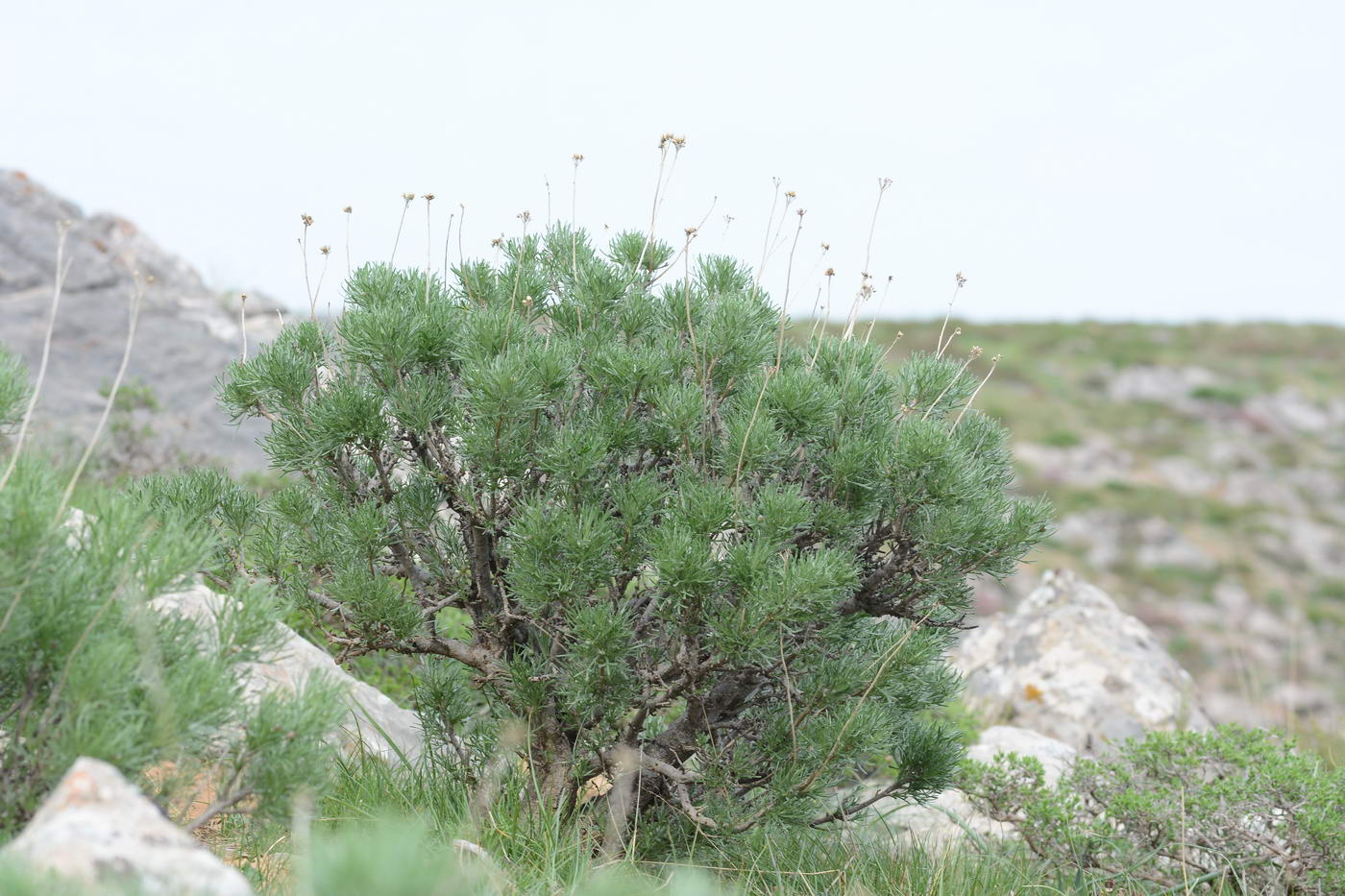 Image of genus Lepidolopha specimen.