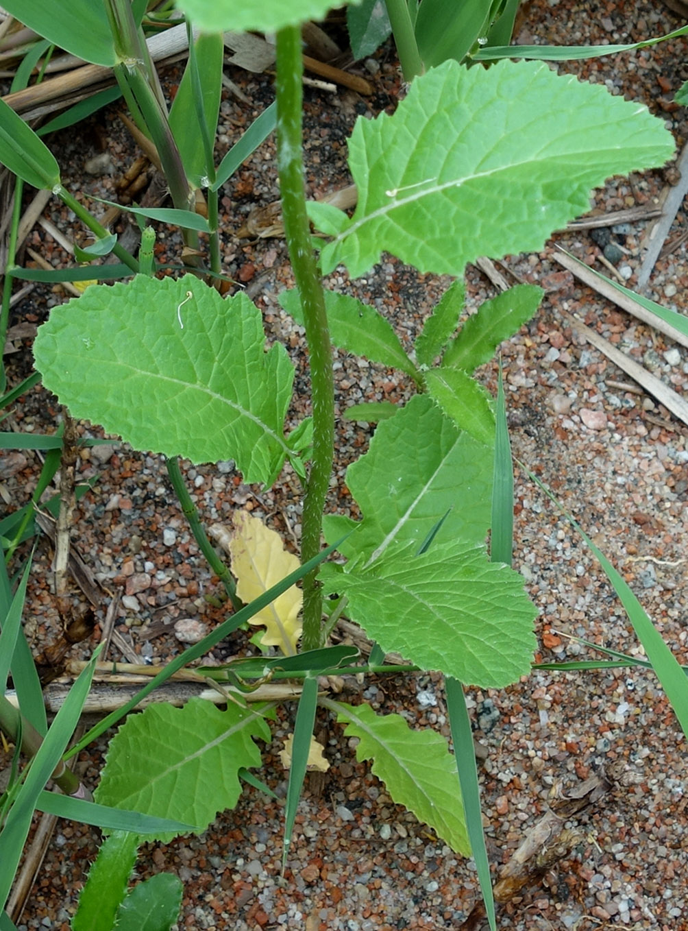 Image of Sinapis arvensis specimen.