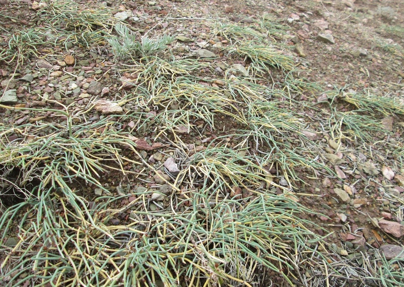 Image of Ephedra dahurica specimen.