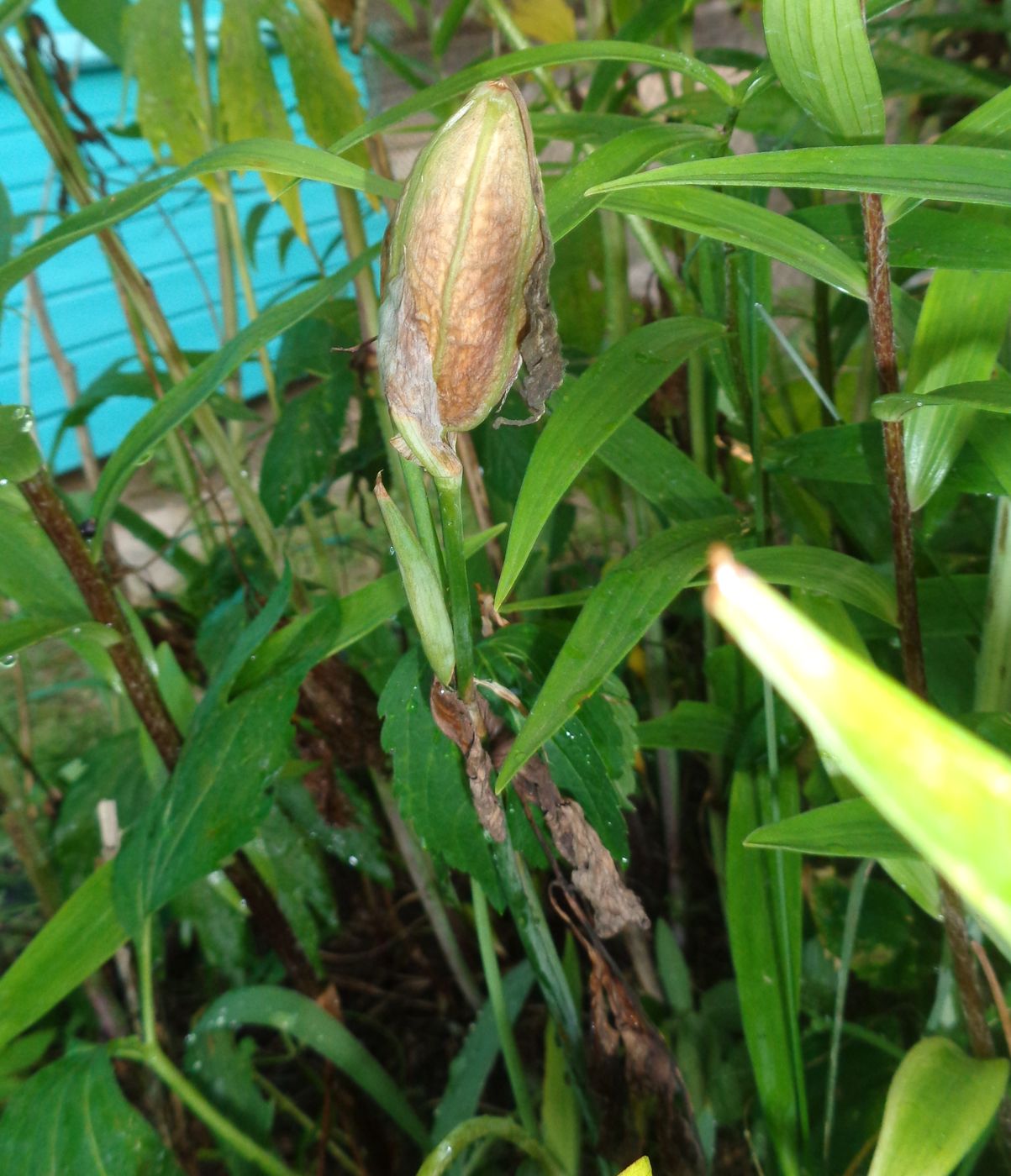 Image of Iris aphylla specimen.