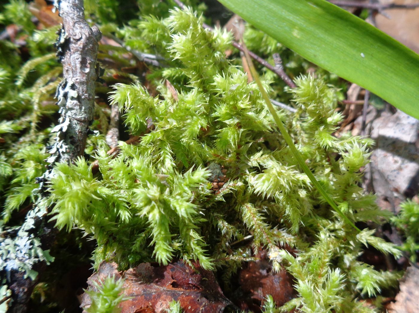 Image of Rhytidiadelphus triquetrus specimen.