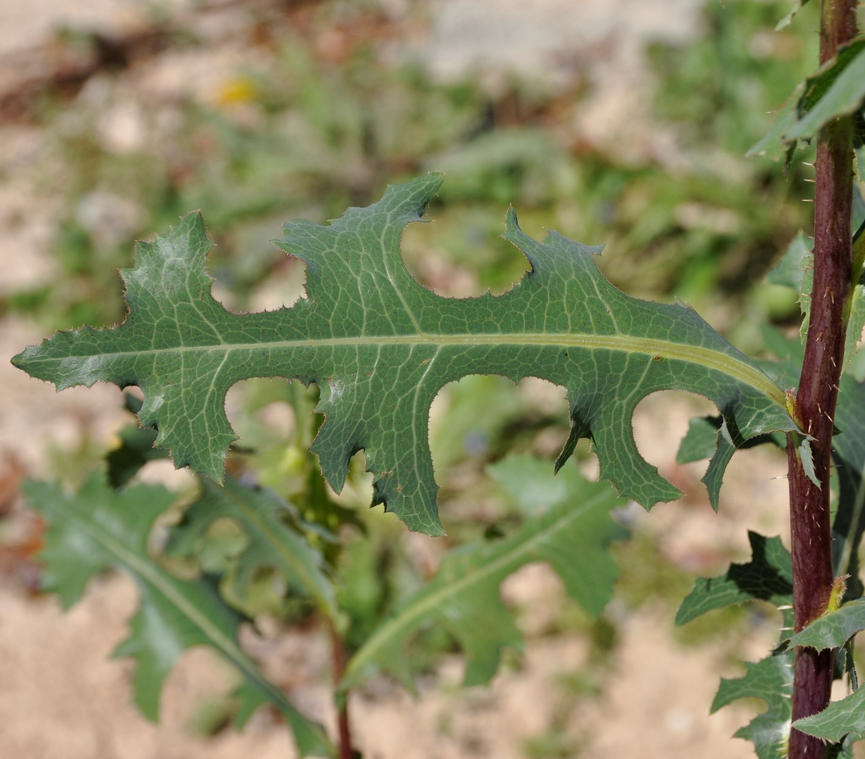 Изображение особи Lactuca serriola.