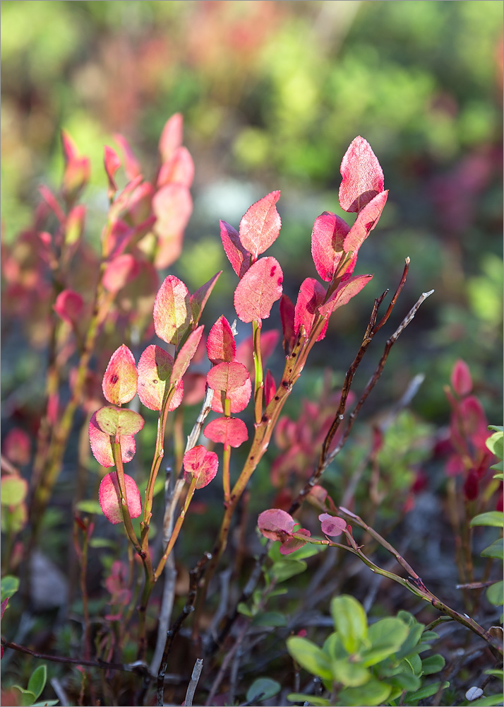 Image of Vaccinium myrtillus specimen.