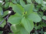 Paris quadrifolia. Цветущее растение (с 5 листьями в мутовке). Беларусь, г. Минск, парк-болото \"Серебряный лог\". 15.05.2020.