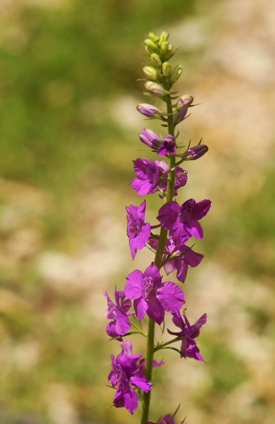 Image of Delphinium hispanicum specimen.