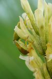 Astragalus asper. Часть соцветия с копулирующими клопами. Окраина г. Донецк, склон балки, степь. 04.06.2020.