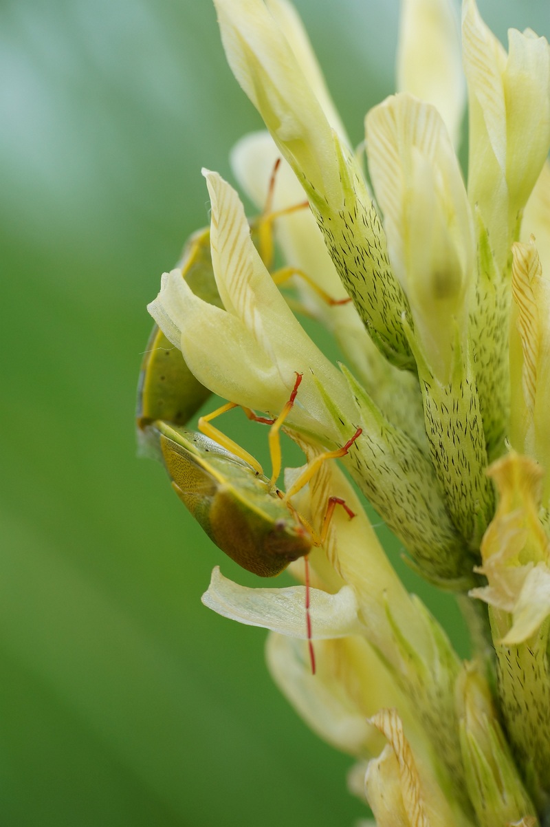 Изображение особи Astragalus asper.