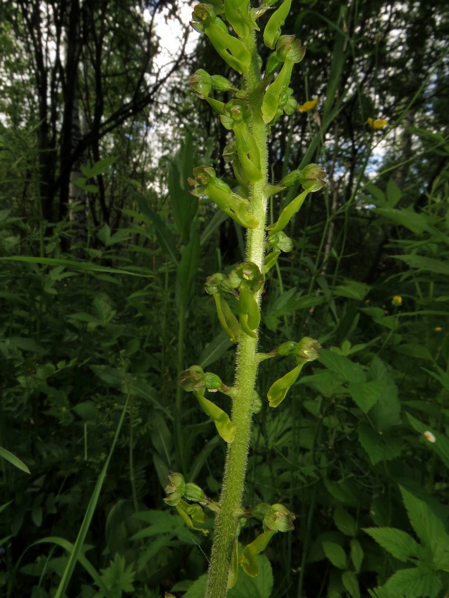 Изображение особи Listera ovata.