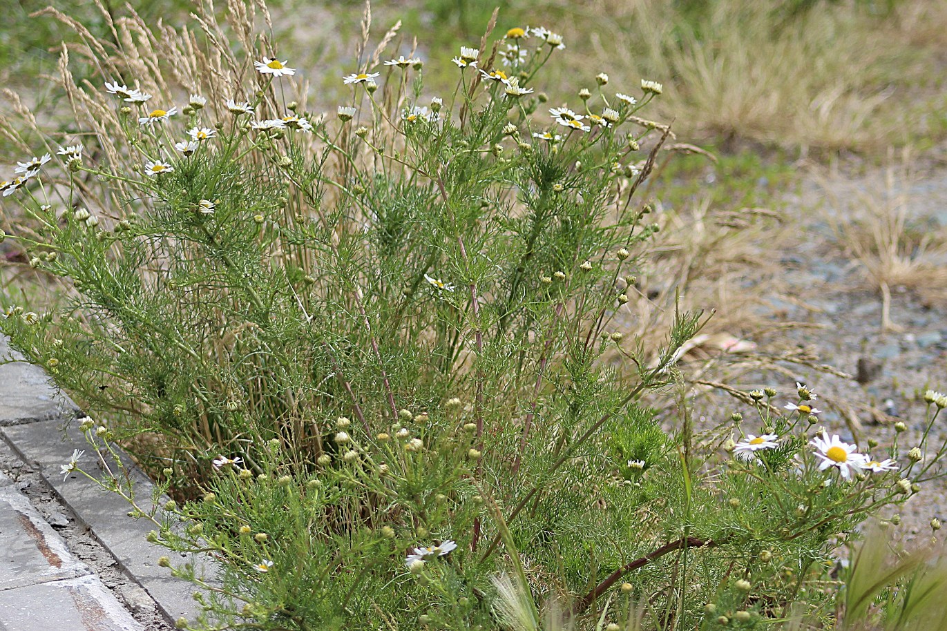 Изображение особи Tripleurospermum inodorum.