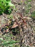 Persicaria microcephala